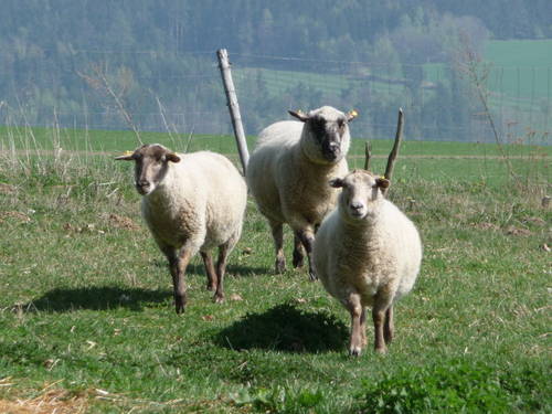 i ovce (zda-li budou jehňátka?).