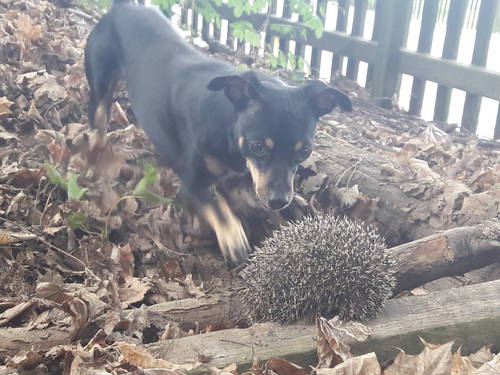 I ježek se připravuje na zimu, ale Viljík mu nedá spát.